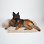 Dog Sofa Protector Bed – Cushioned Fabric, Indoor Use