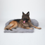 Dog Sofa Protector Bed – Cushioned Fabric, Indoor Use