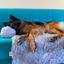 Dog Sofa Protector Bed – Cushioned Fabric, Indoor Use