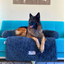 Dog Sofa Protector Bed – Cushioned Fabric, Indoor Use