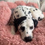 Bärenpfote Orthopädisches Hundebett, Gemütliches Tierbett