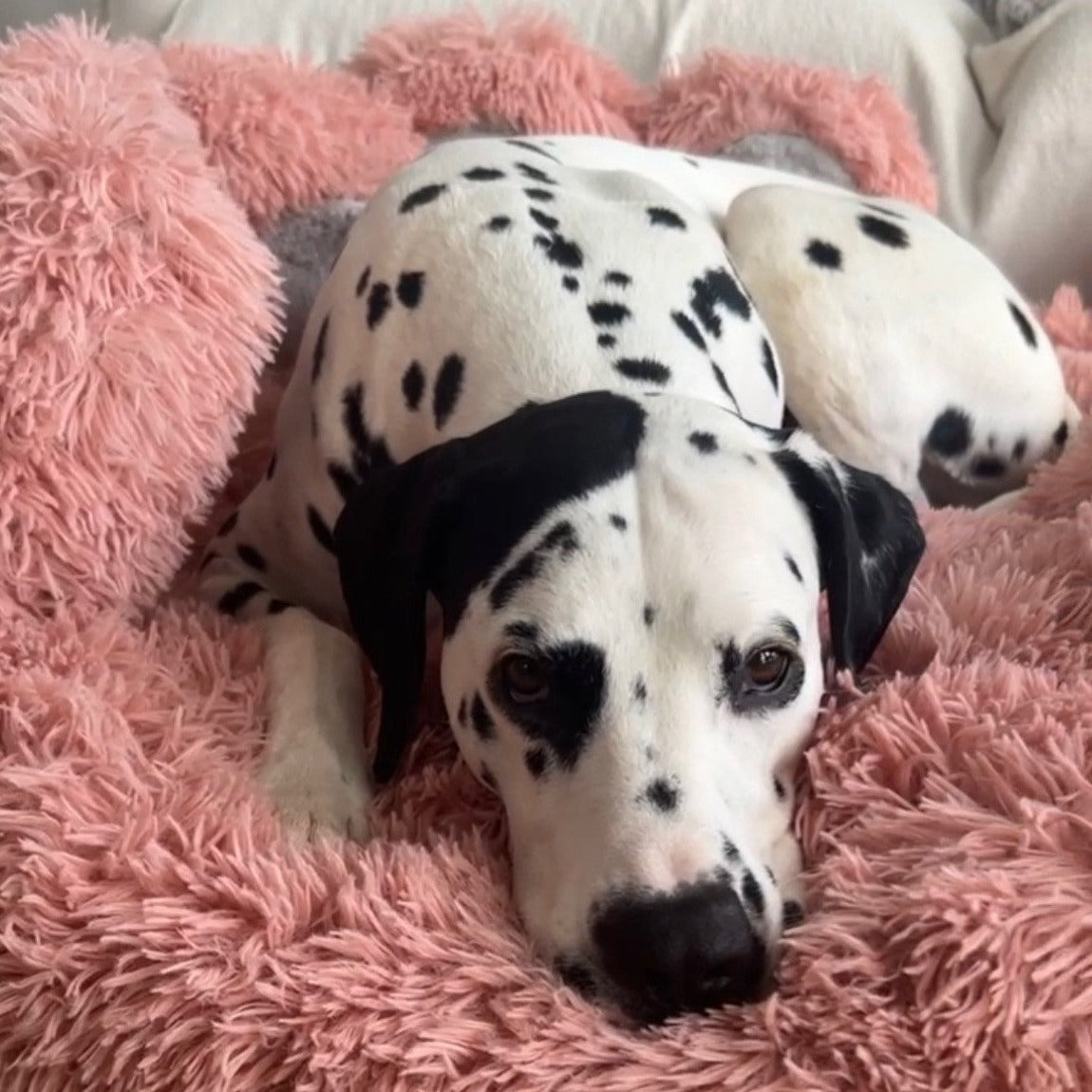 Bärenpfote Orthopädisches Hundebett, Gemütliches Tierbett