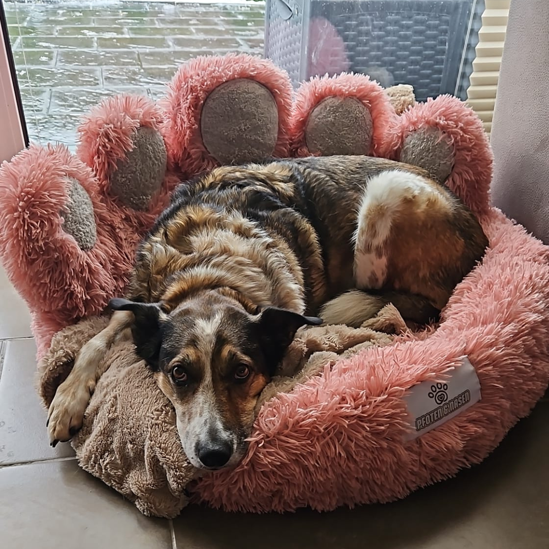 Bärenpfote Orthopädisches Hundebett, Gemütliches Tierbett