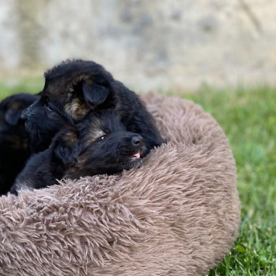Hund schläft im Donut Hundebett Wolke 7

Flauschiges Hundekissen für kleine Hunde

