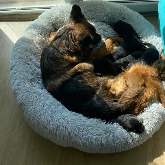 Hund schläft im Donut Hundebett Wolke 7

Flauschiges Hundekissen für kleine Hunde

