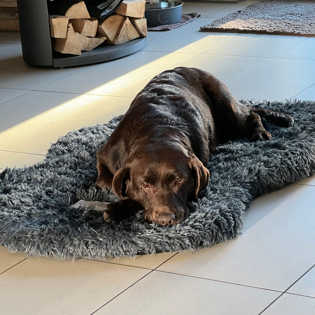 Orthopädisches Hundebett aus Memory-Schaum